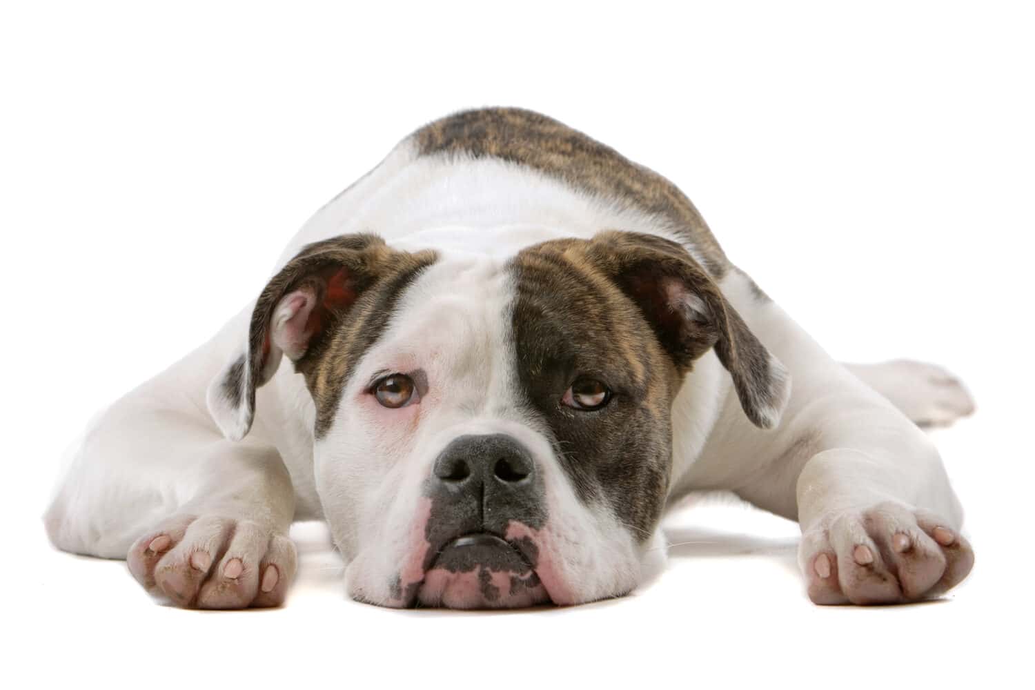 American bulldog puppy ( 5 months old) isolated on a white background
