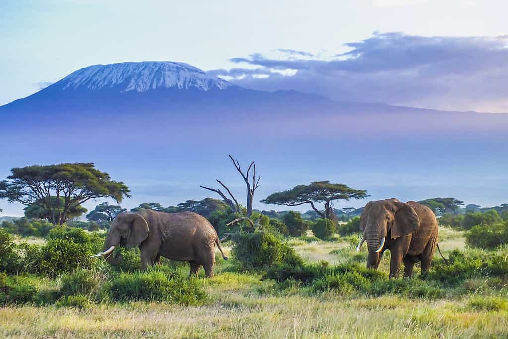 Elephants and Kilimanjaro