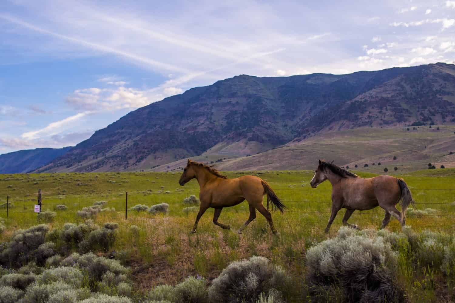 Wild Horses in the Steens Mountains