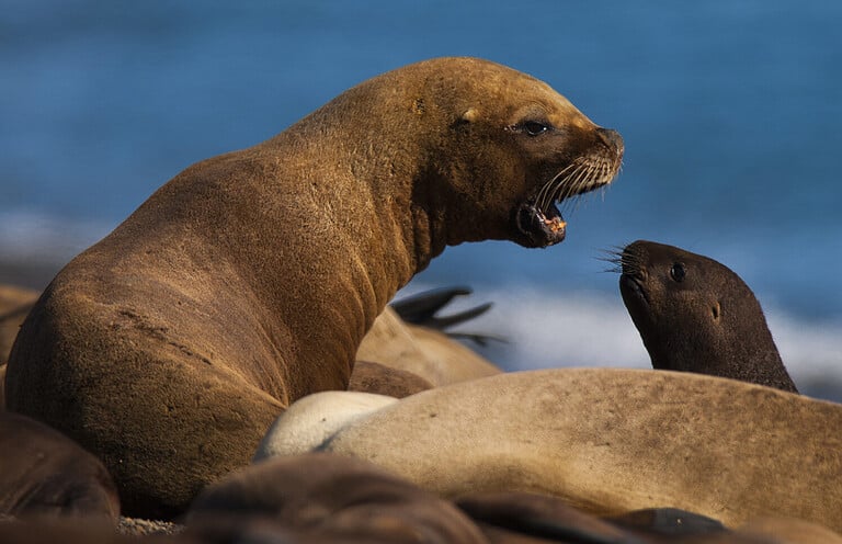 Sea Lion baby