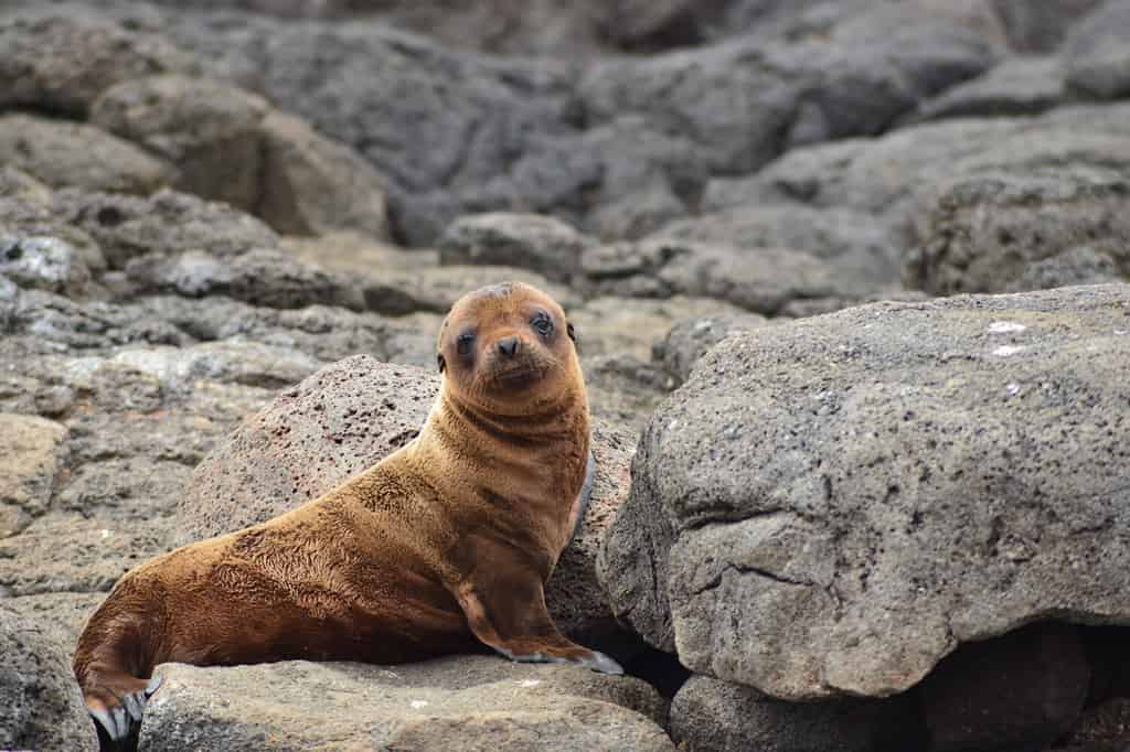 Baby Sea Lion / Galapagos Islands