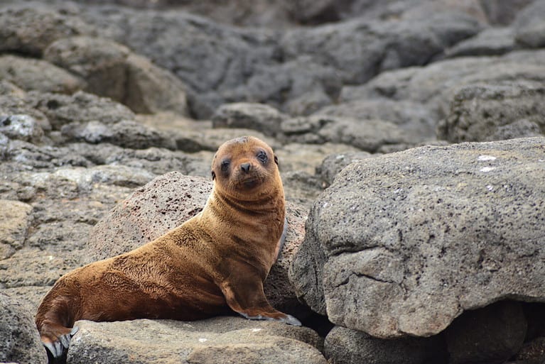 Where Do Sea Lions Live? The 5 Most Common Locations Around the World