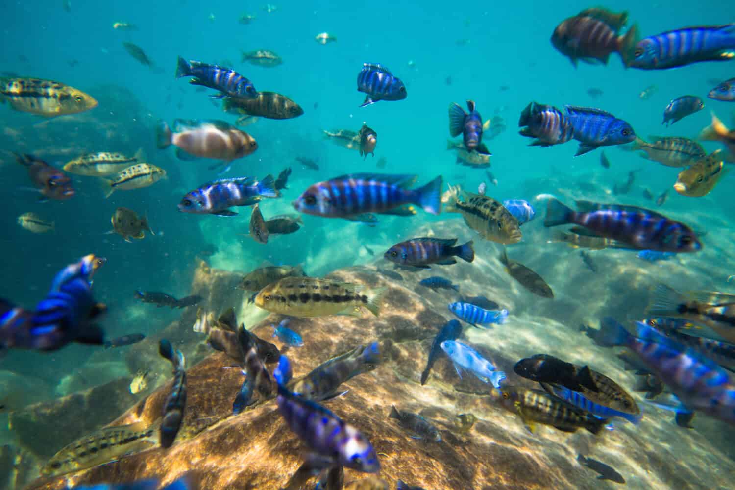 Underwater world of Lake Malawi - Malawi