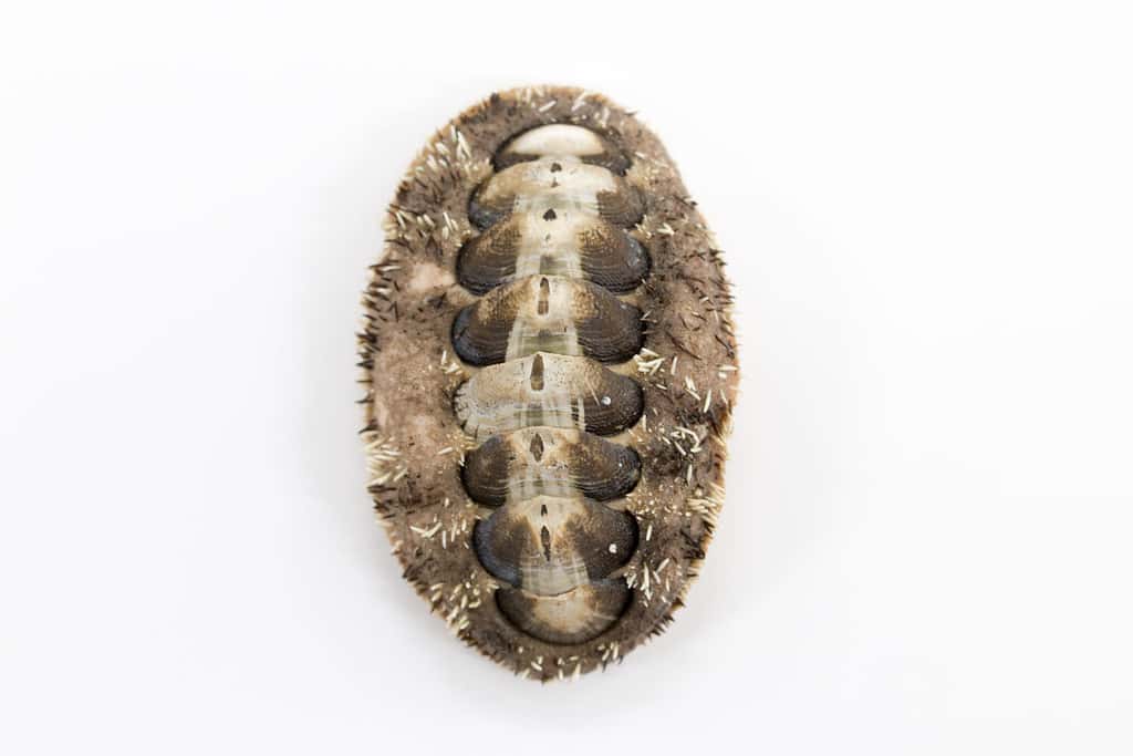 Chitons are marine molluscs of varying size in the class Polyplacophora for education in laboratory.