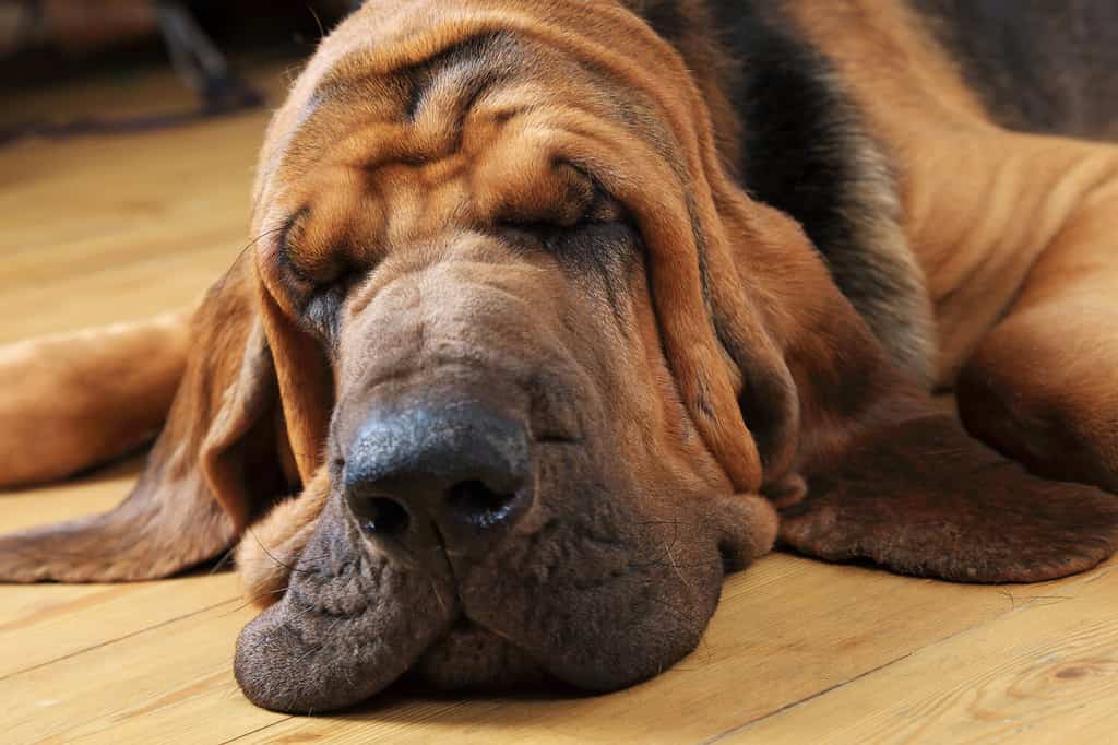 Bloodhound dog sleeping on the floor indoors, close-up