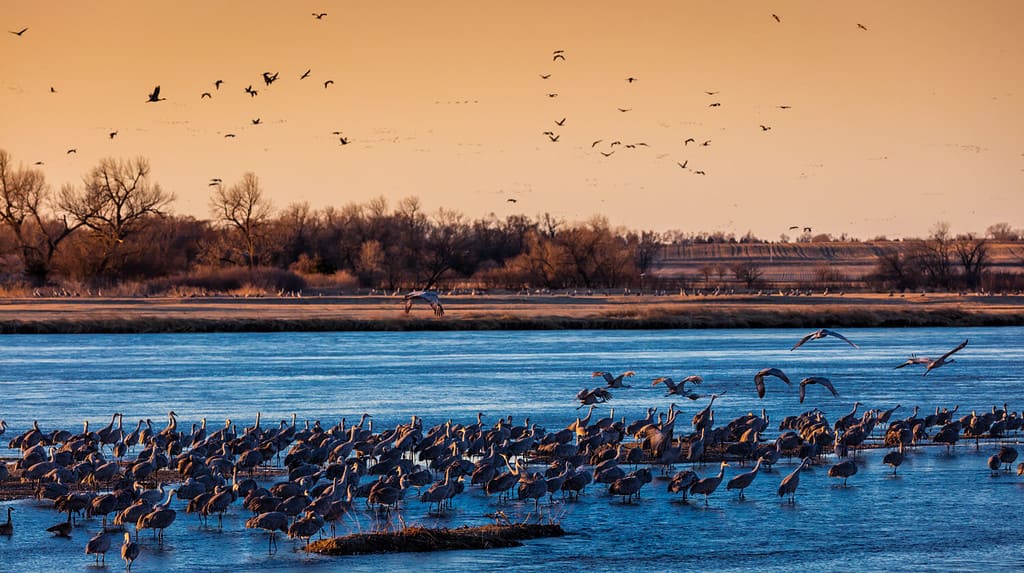 MARCH 7, 2017 - Grand Island, Nebraska -PLATTE RIVER, Migratory Sandhill Cranes fly over cornfield as part of their spring migration from Texas and Mexico, north to Canada, Alaska, and Siberia.
