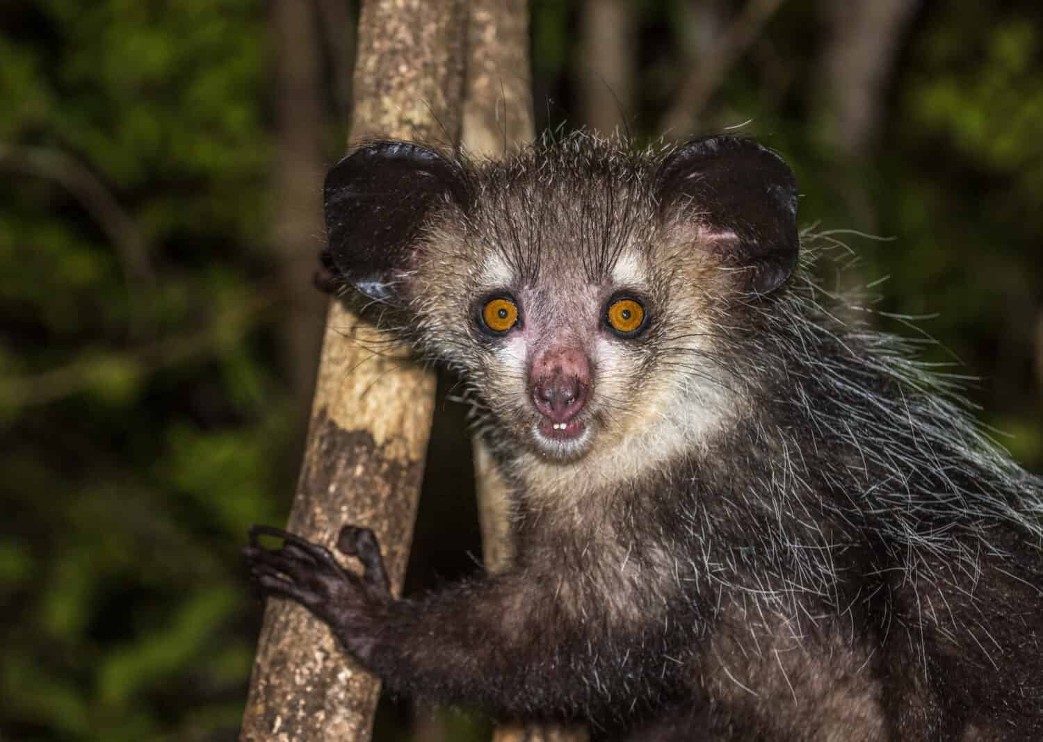 Aye-aye, nocturnal lemur of Madagascar