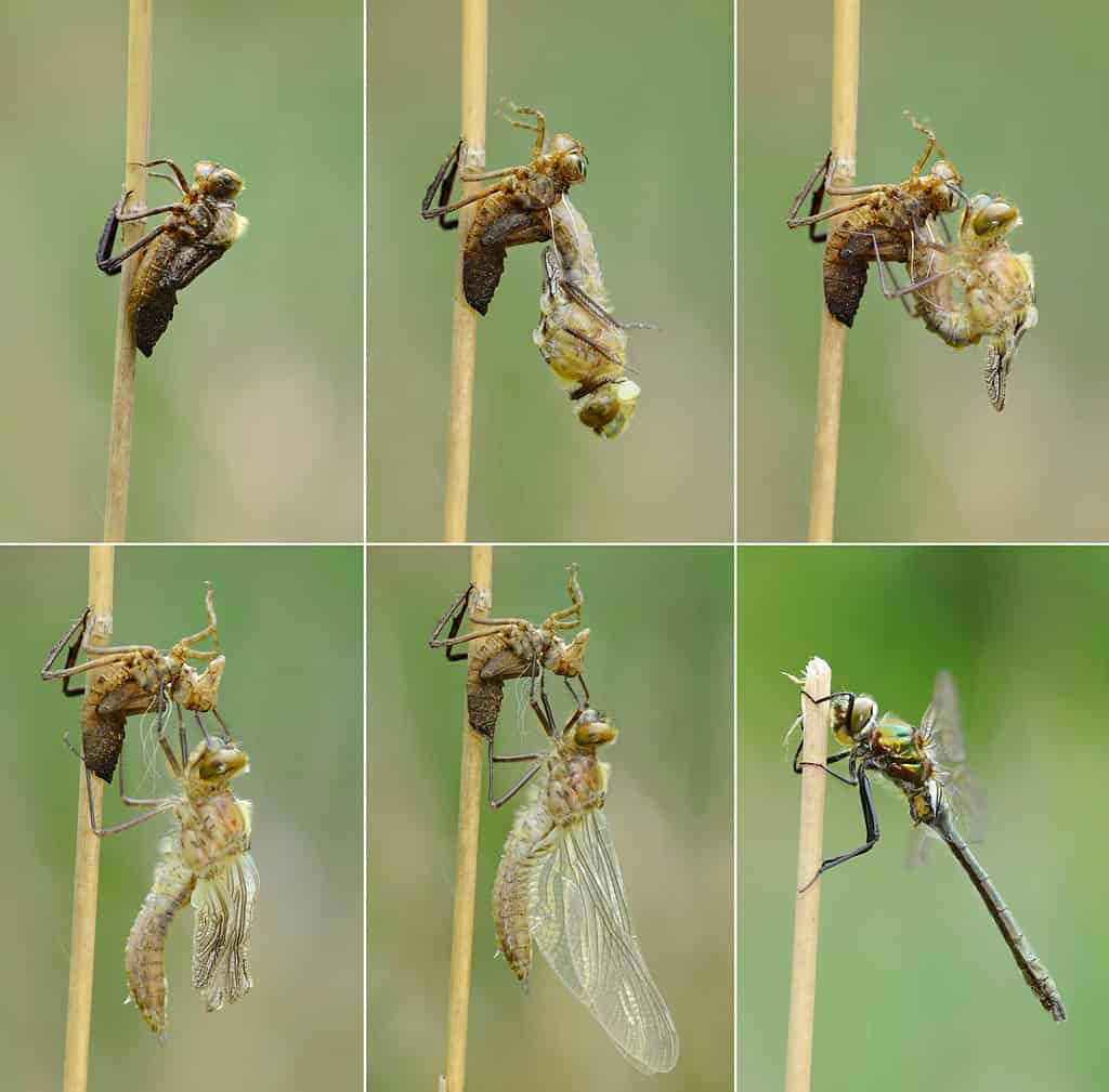 Birth of dragonfly - dragonfly hatching sequence, Downy emerald (Cordulia aenea)