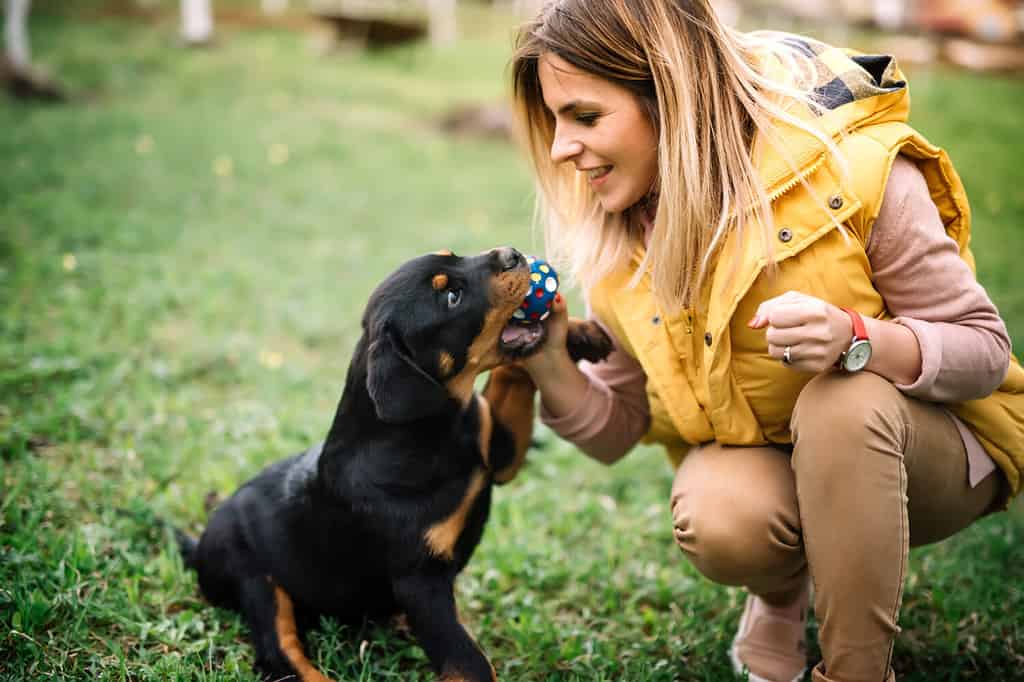 Young woman training and playing with puppy on grass, in park. Rottweiler dog puppy details