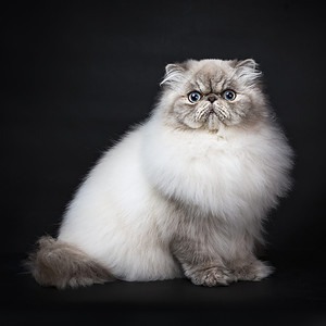 Male vs Female Persian Cats: 3 Key Differences Picture