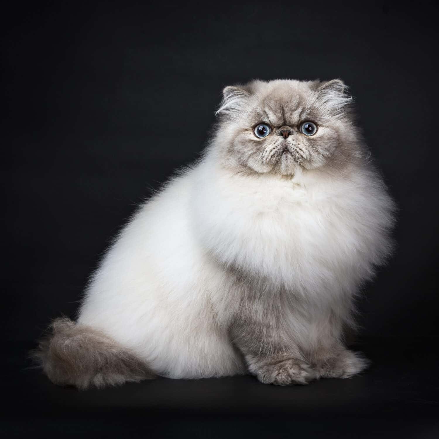 Tabby point persian cat sitting from the side on black background looking at camera