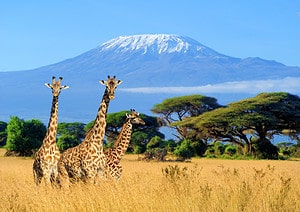 10 Incredible Facts About the Mount Kilimanjaro Picture
