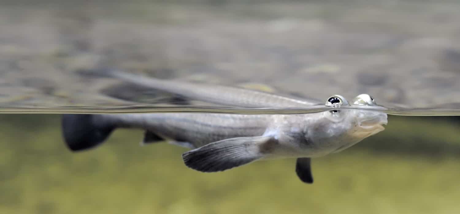 Four-eyed fish (anableps anableps) floating on surface of water
