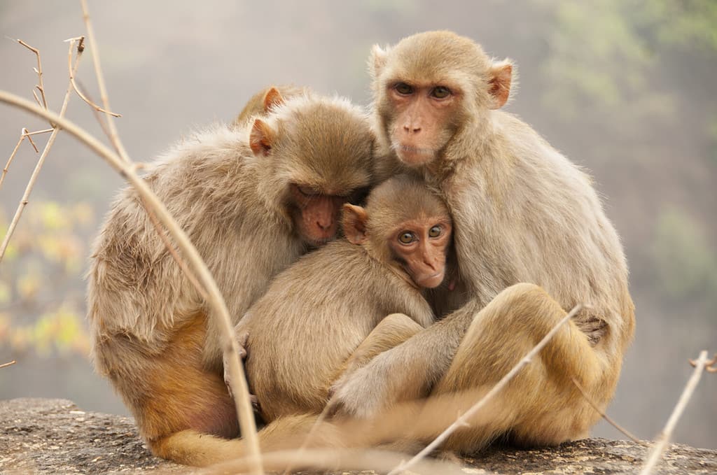 Monkey family with babies, hugging each other, Red faced macaque, emotional photo.
