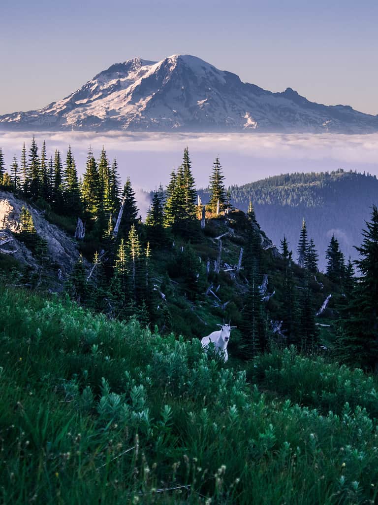 Mount Rainier Behind a Curious Goat