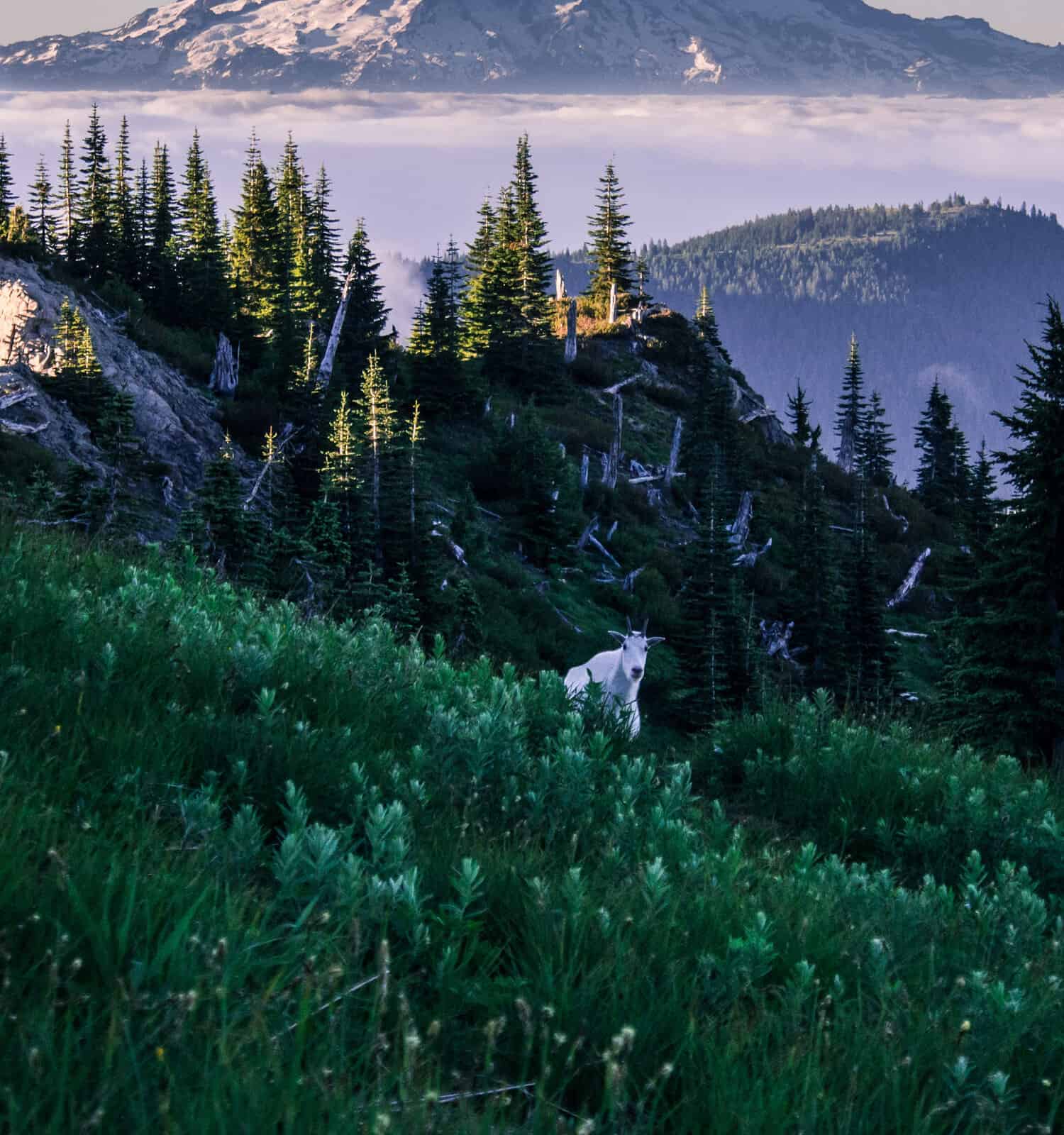 Mount Rainier Behind a Curious Goat
