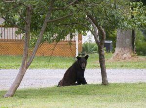 See the Pesky 3-Legged Bear That Keeps Breaking Into Florida Homes photo