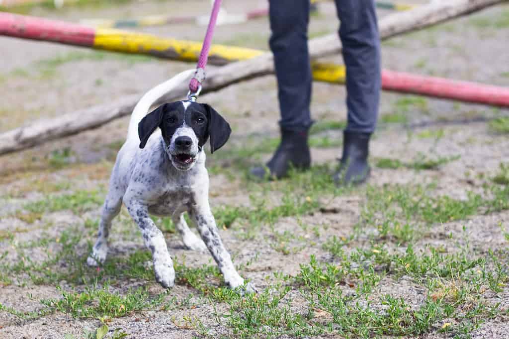 Cute German Shorthaired pointer puppy. Puppy pointer barks. Puppy dog on a walk.
