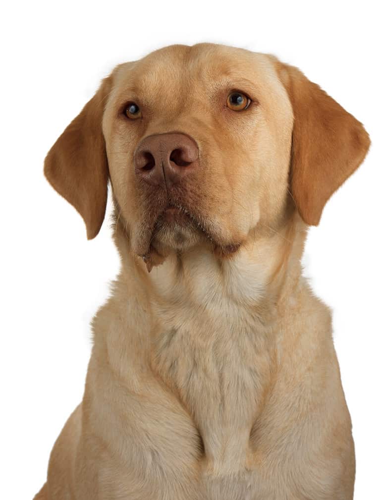 a well trained and faithful labrador awaits it next command; portrait of a yellow lab on a white background