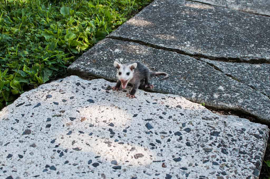 Baby opossum visiting my back yard in Pottstown Pennsylvania
