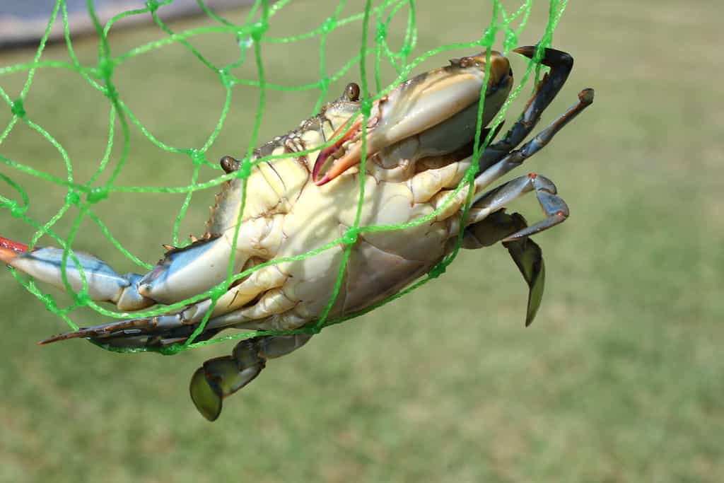 Blue crabs and stone crabs are the two most common crab species caught in the Gulf of Mexico.