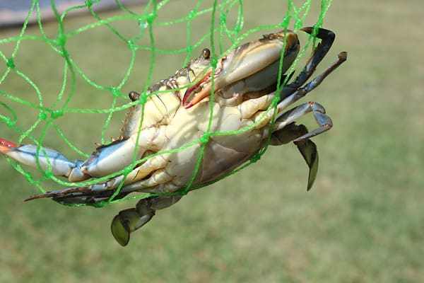 Virginia Crabbing Season: Timing, Bag Limits, and Other Important Rules ...