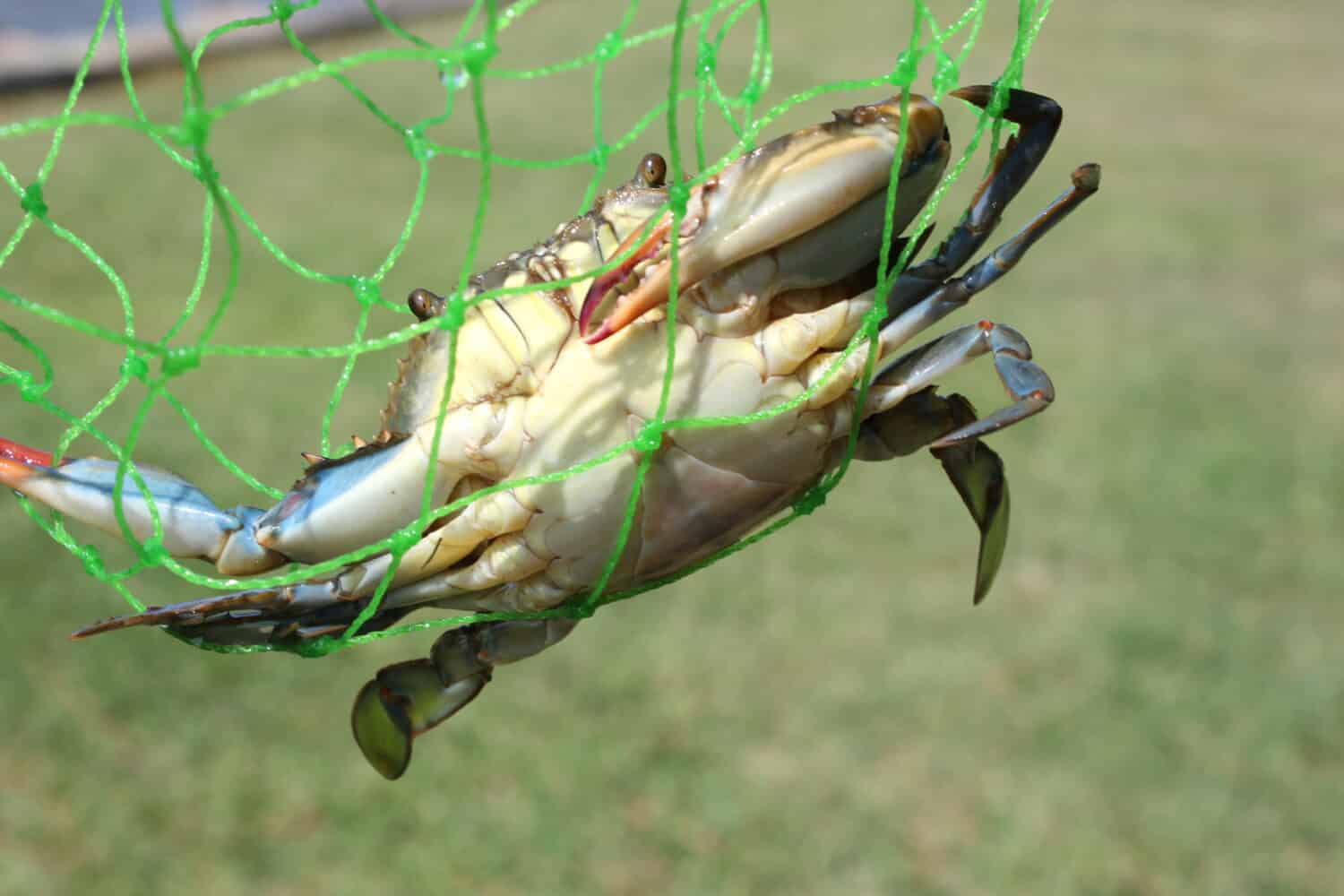 Chesapeake Bay Blue crab caught in the net