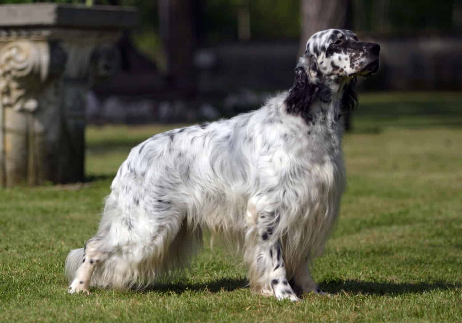 Portrait of an English Setter dog in outdoors.