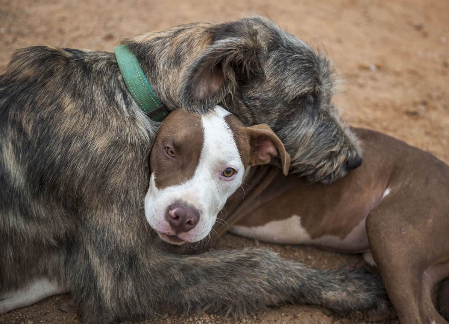 Pups cuddling 