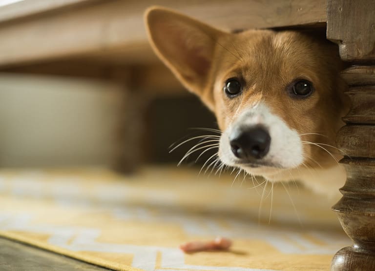 Corgi puppy scared