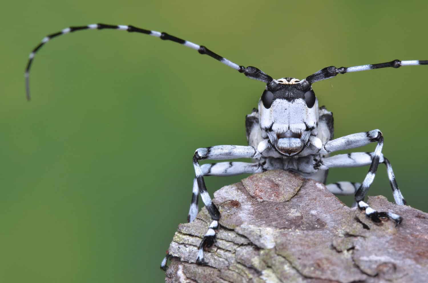 macro image of a beautiful longhorn beetle