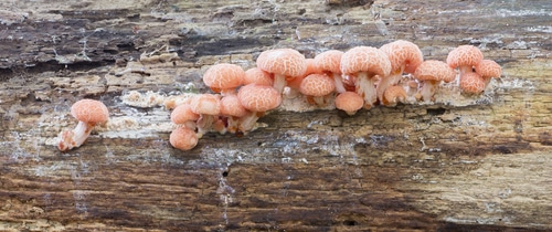 Rosy veincap (Rhodotus palmatus) fungus
