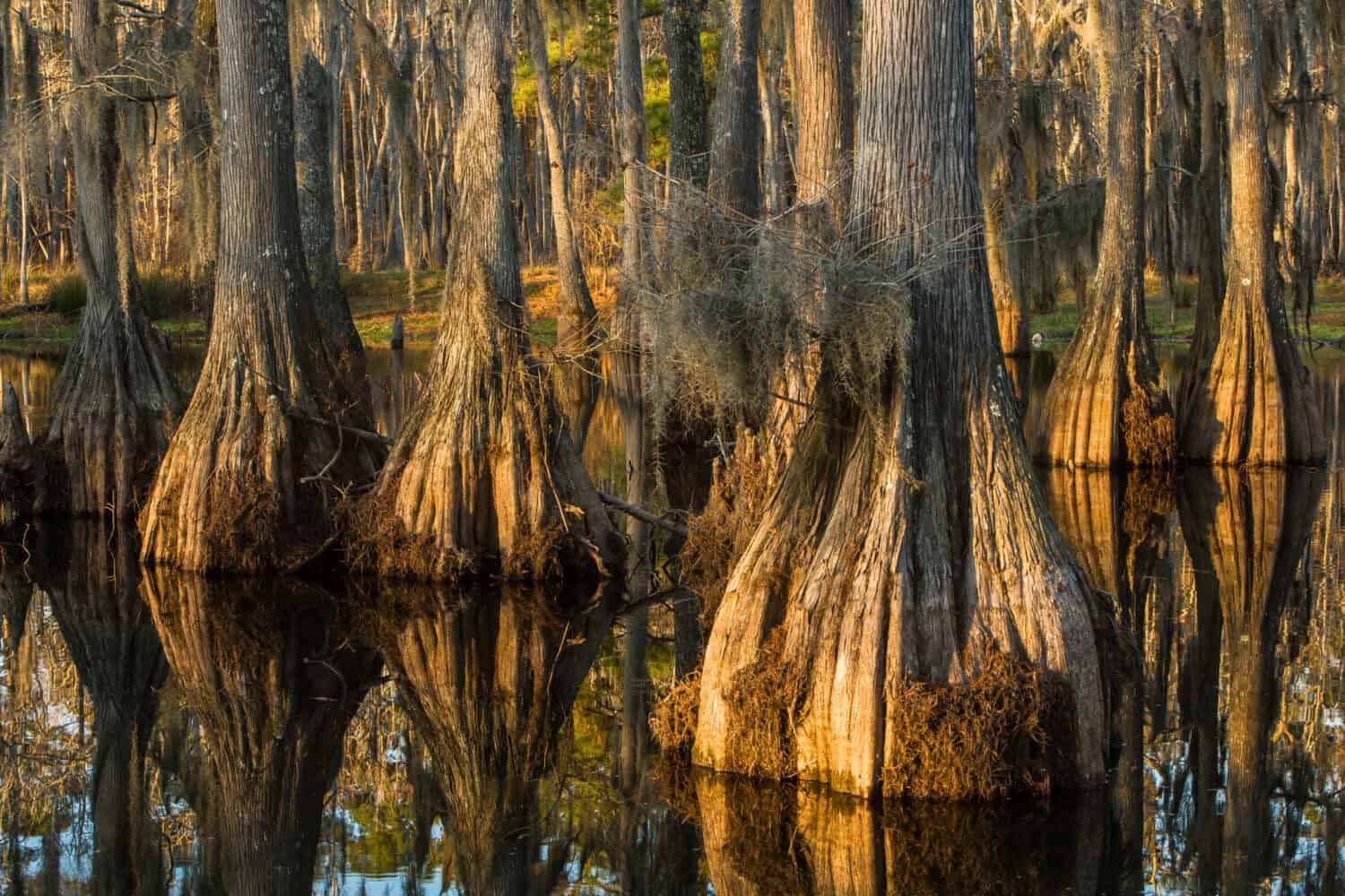 Swamp with bald-cypresses at the Sam Houston Jones State Park, Louisiana, USA