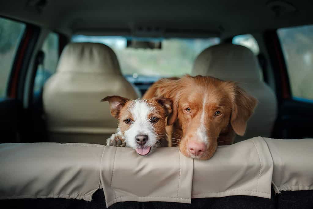 two happy dogs in the car peep out. Jack Russell Terrier. Nova Scotia Duck Tolling Retriever