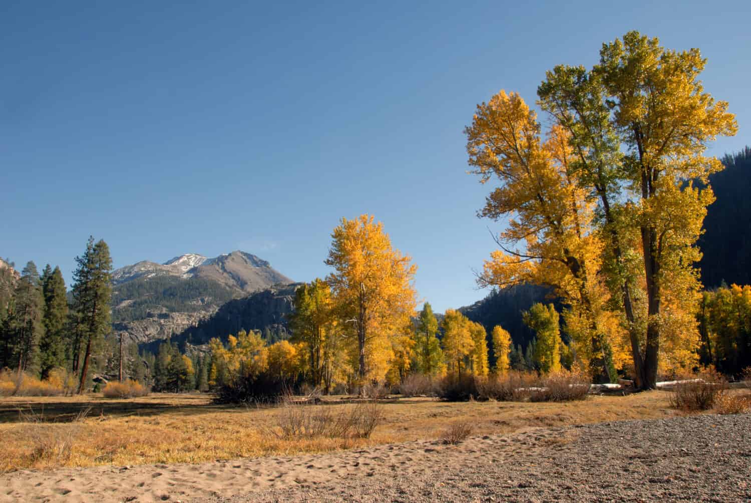 Dust of Snow On Mountain Peak and Western Freemont Cottonwood Trees in Autumn Color, Kennedy Meadows, Sierra Nevada