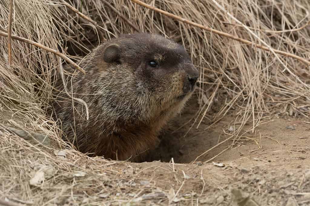 A Groundhog is poking its head out of its burrow. Also known as a Woodchuck, Thickwood Badger, Groundpig, or Whistlepig. Tommy Thompson Park, Toronto, Ontario, Canada.