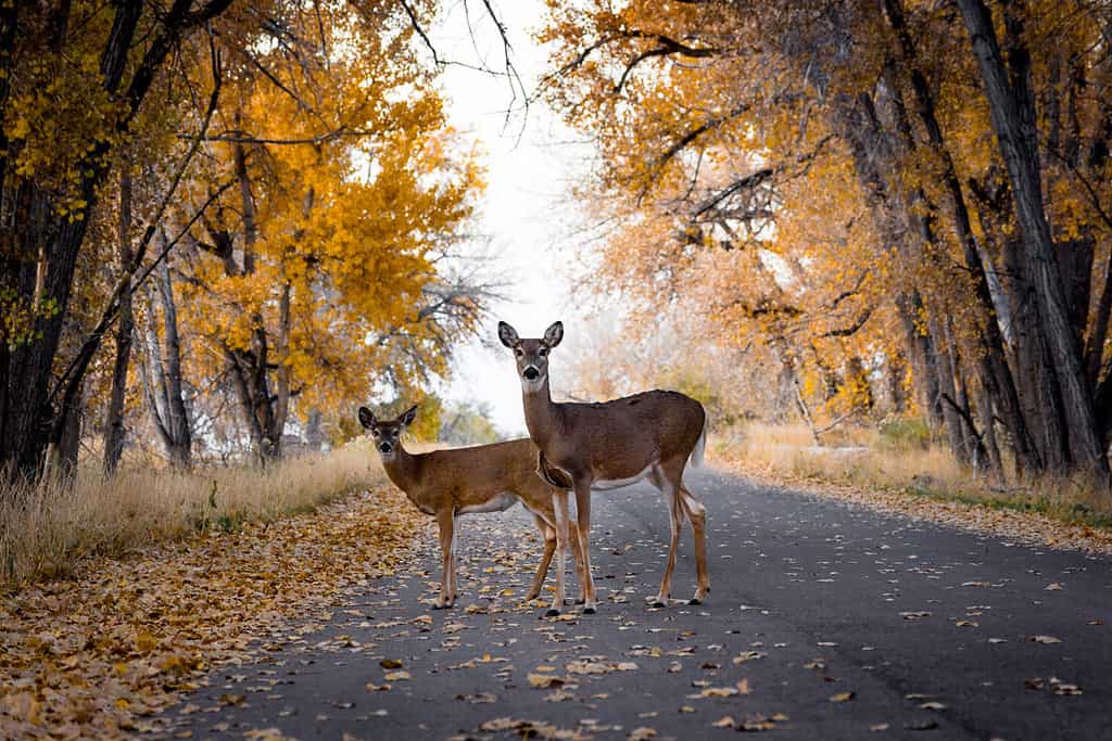 Deer Crossing The Road In Autumn/Fall Color