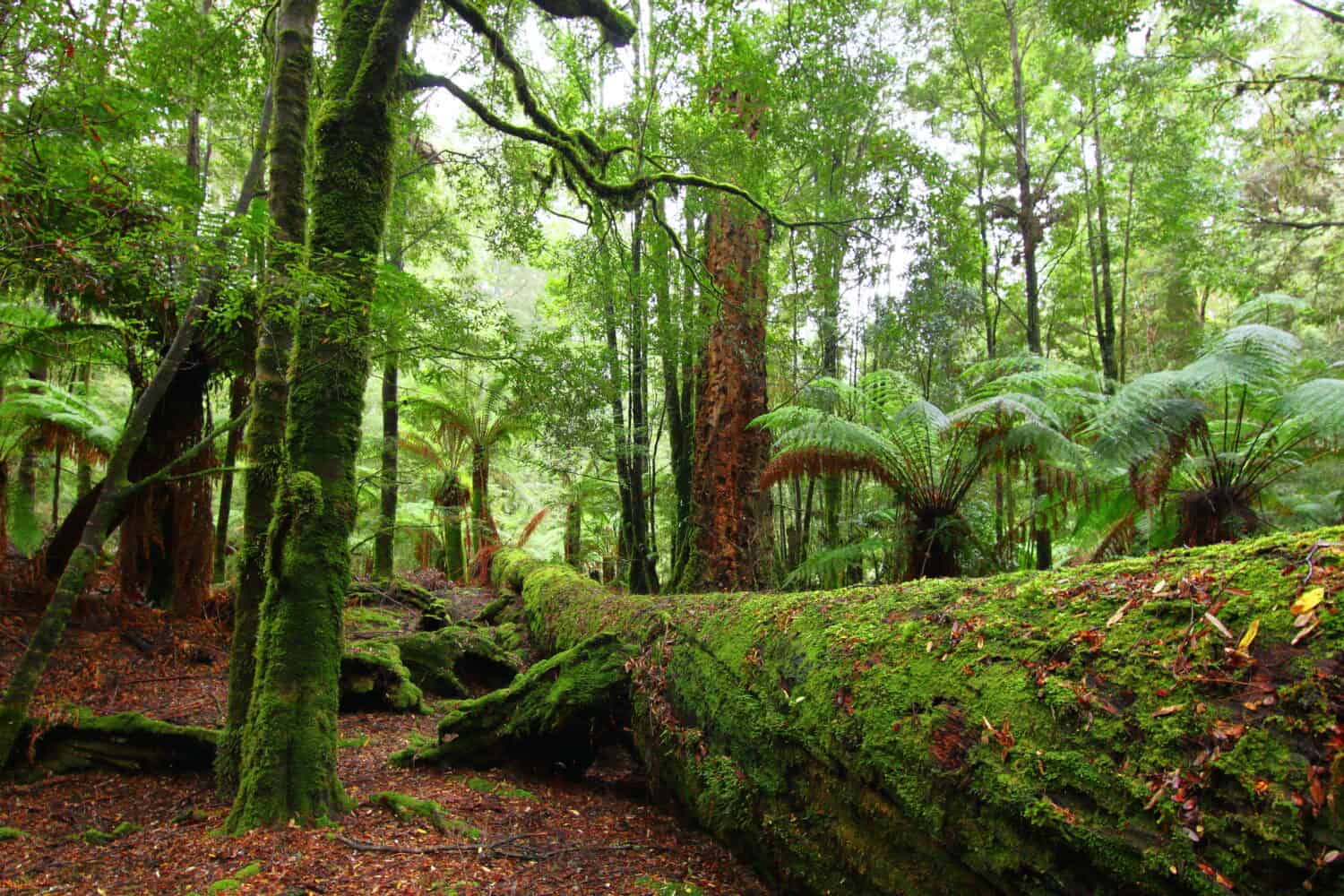 Rain forests in Tarkine, Tasmania