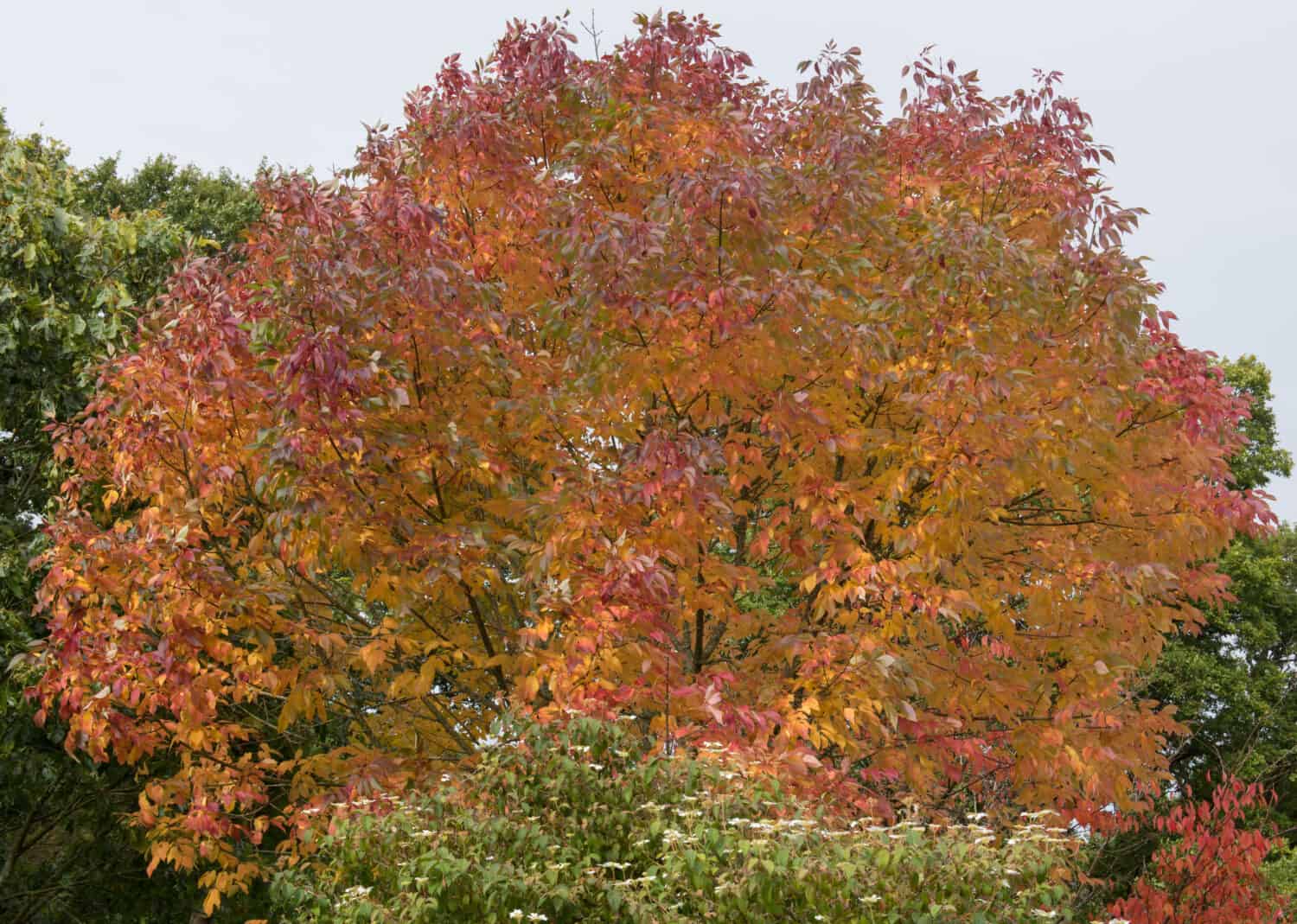 Autumnal Colours of White or American Ash (Fraxinus americana 'Autumn Purple') in the Arboretum at Rosemoor in Rural Devon, England, UK