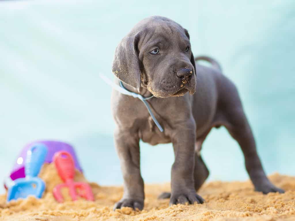 Great Dane puppy purebred that looks ready to rumble on the sand