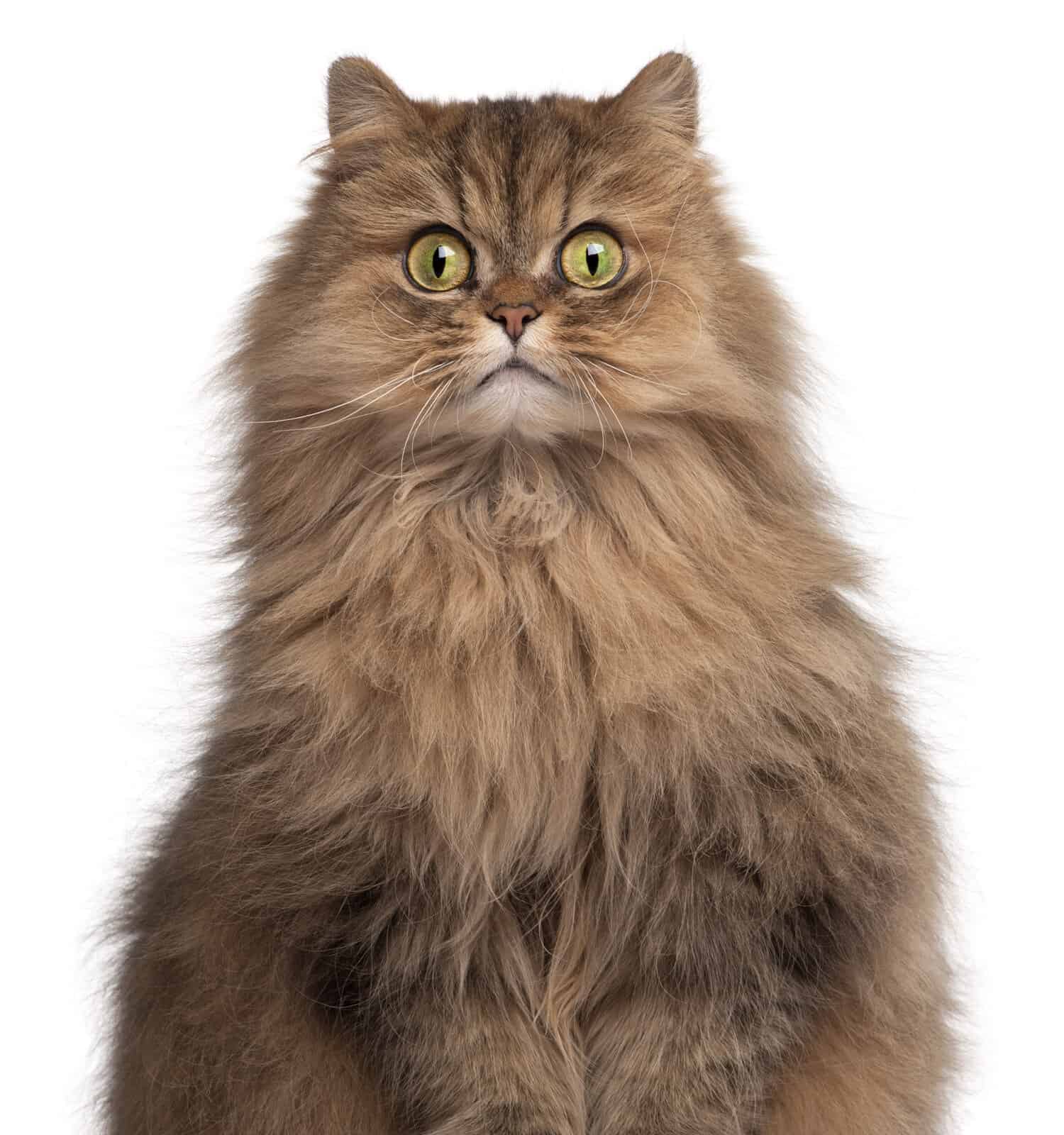 Persian cat, 6 years old, in front of white background