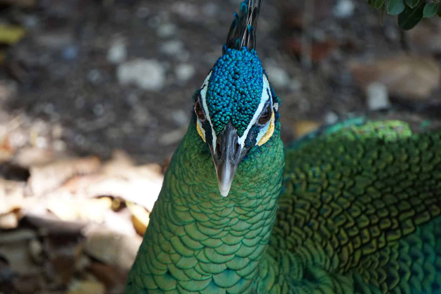 Peacock face, Paignton Zoo, Dorset