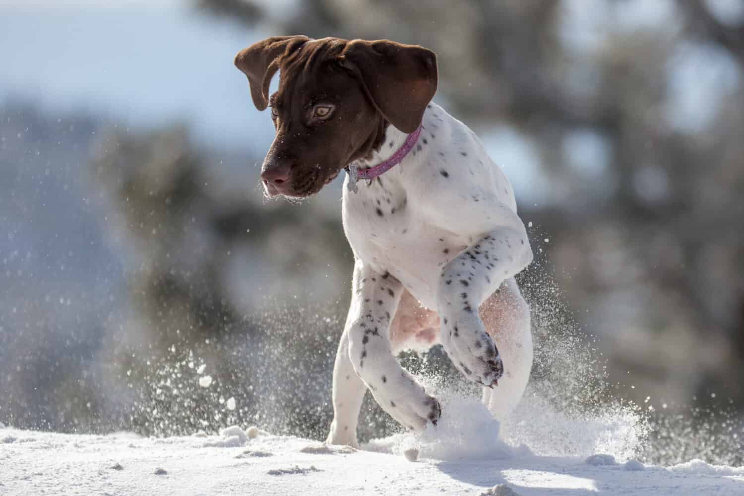 German shorthair puppy playing in the snow