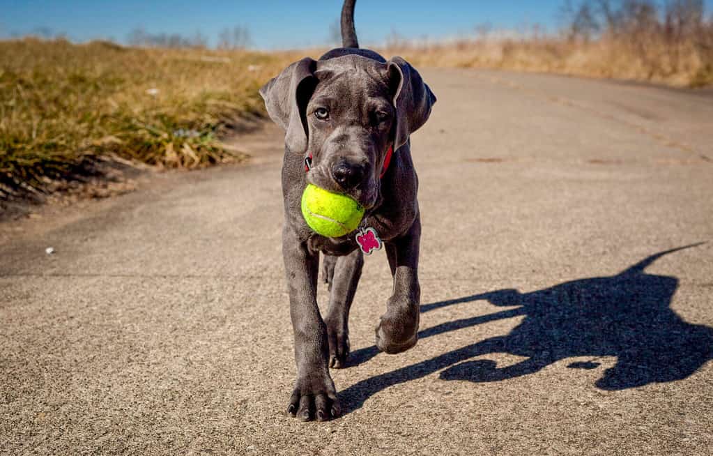 An adorable great Dane puppy carrying a tennis ball in its mouth walks towards the viewer