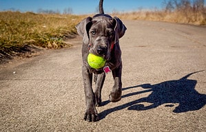 The Top 6 Reasons Great Danes Are the Perfect Family Dog Picture