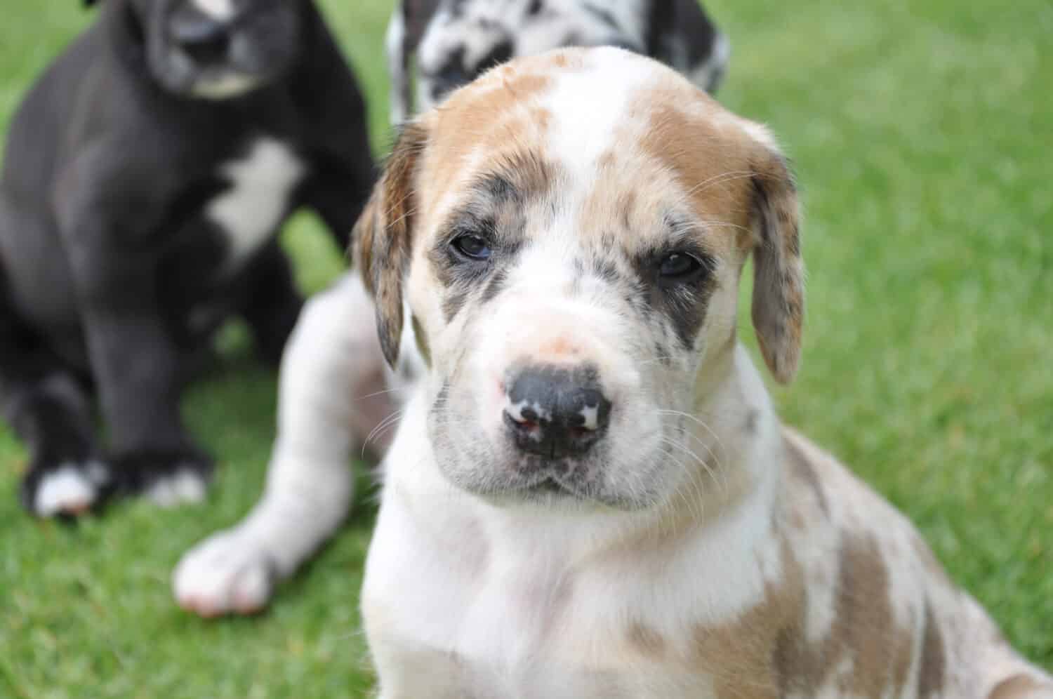 Brown and white great dane puppy