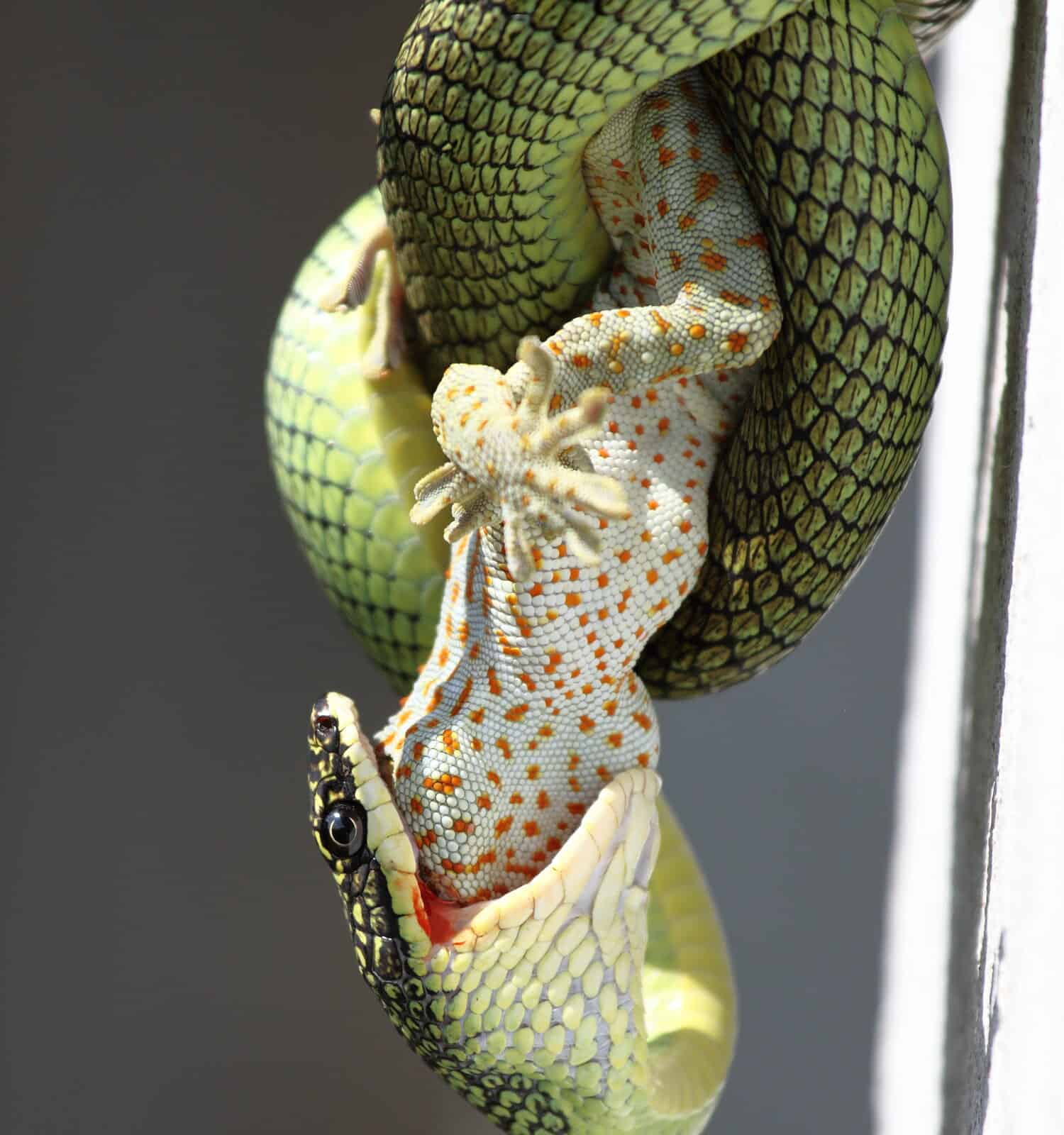 The venom green snake is eating gecko