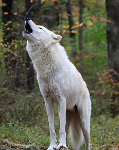 Watch Two Wolf Brothers Sing a Song, Howling to the Heavens in a Brilliant Duet Picture