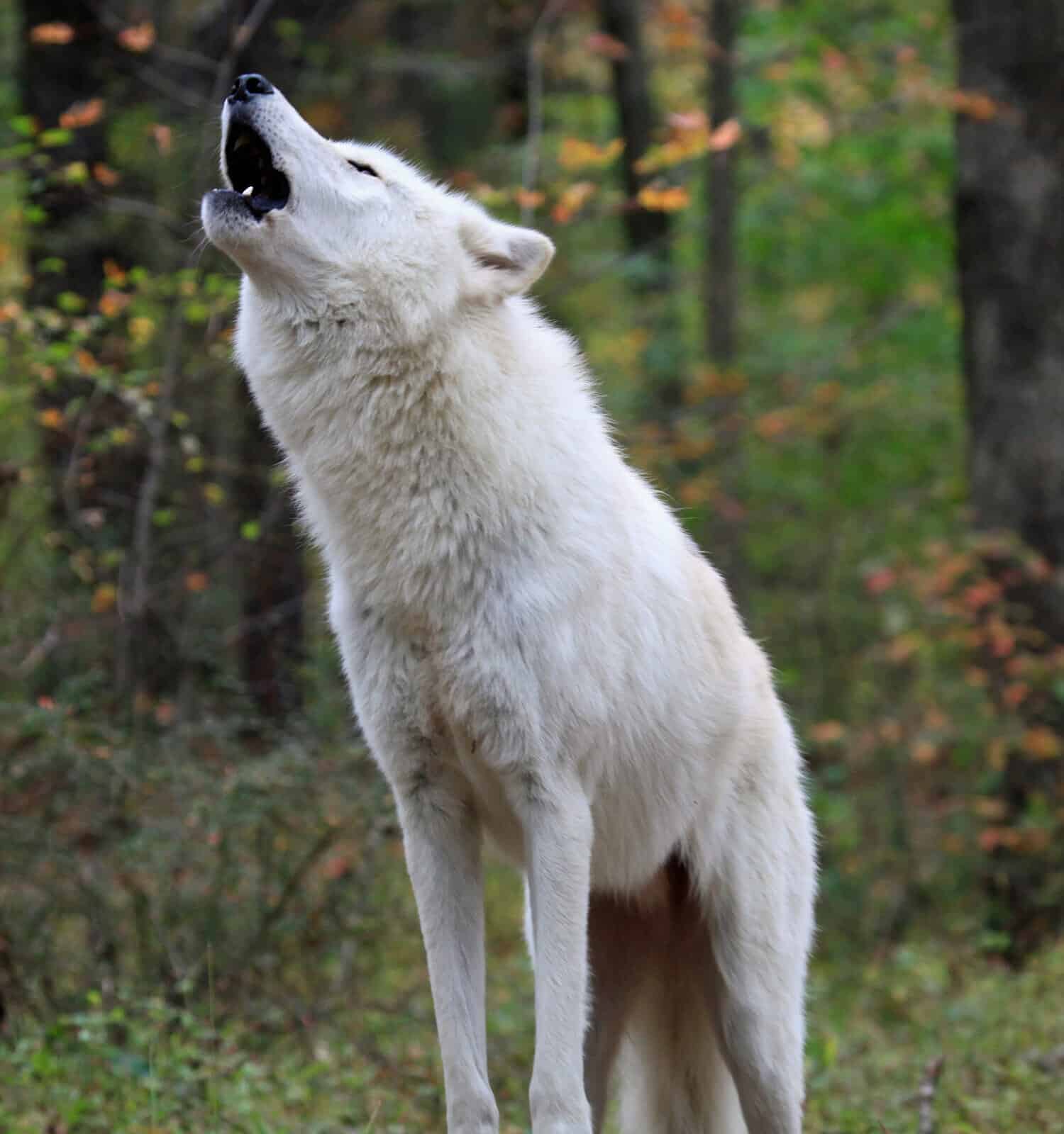 Healthy wild wolf in the woods, howling