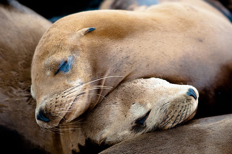 Sea Lion Pups taking a nap